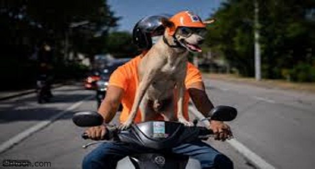 كلب يركب خلف صاحبه دراجة نارية ويبدو أنه مستمع بتلك النزهة -صحيفة هتون الدولية-